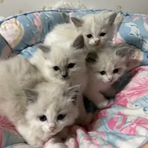 Male and female Ragdoll kittens with bright blue eyes, soft semi-long coats, and gentle personalities, raised in a loving home and available for adoption. Purebred Ragdoll kittens showcasing traditional breed characteristics, affectionate temperament, and excellent health.